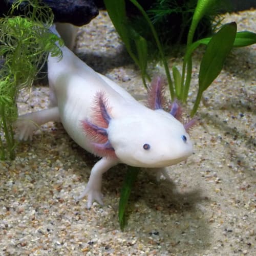 1. Ajolote (Ambystoma mexicanum). Esta simpática salamandra vive en México, donde su existencia está, por desgracia, amenazada por la pesca, la contaminación y la progresiva desaparición de su hábitat.