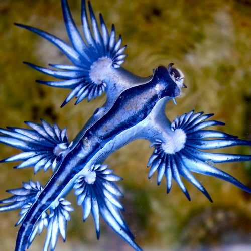 3. Dragón azul (Glaucus Atlanticus). Se trata de un molusco venenoso de pequeñas dimensiones (máximo 3 cm de longitud) que vive en los océanos. Su increíble color le permite camuflarse con el fondo marino para evitar a los depredadores.