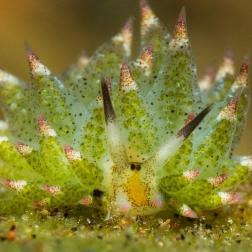 5. Babosa hoja (Costasiella kuroshimae). Una diminuta babosa de mar típica de algunas costas de Japón. El cuerpo entero mide alrededor de 1 cm y está salpicado de pequeños pináculos verdes.