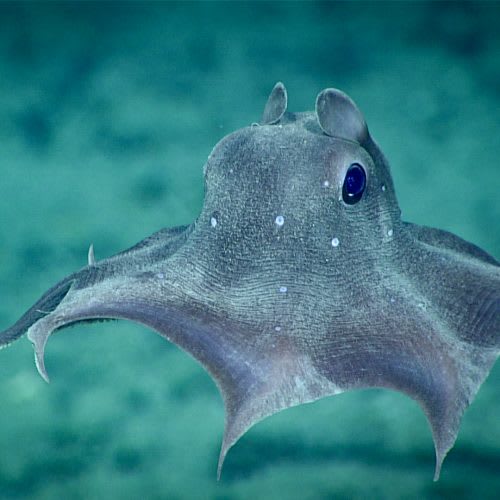 9. Pulpo Dumbo (Opisthoteuthis californiana). Este habitante de los abismos es un pulpo de aspecto muy singular, caracterizado por tentáculos cortos y por dos protuberancias en la cabeza que recuerdan a unas orejas. Vive entre California y Japón.