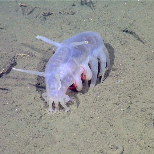 10. Cerdito de mar (Scotoplanes globosa). Se trata de un pepino de mar que vive en los océanos. Está dotado de 4 ojos dorsales, que le sirven para escrutar atentamente lo que lo rodea, y de nada menos que 7 pares de patas.