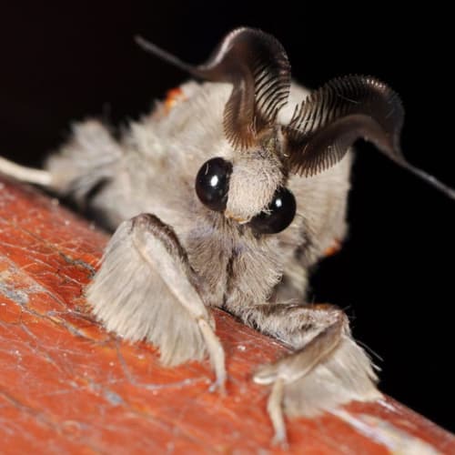 6. Polilla caniche (Artace Cribraria). El primer avistamiento, realizado en Venezuela, se remonta a 2009. El apodo deriva del pelaje blanco que recubre el cuerpo y las patas de la polilla.