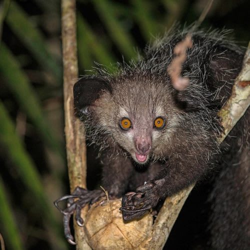 2. Aye-aye (Daubentonia madagascariensis Gmelin). Primate de la selva tropical de Madagascar, es un animal omnívoro nocturno que utiliza las patas dotadas de pulgar oponible para moverse entre los árboles.