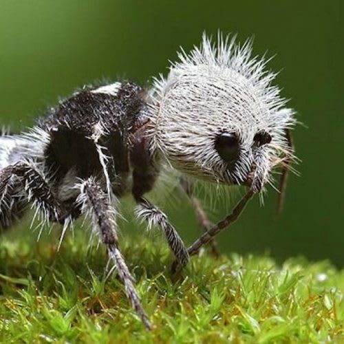 7. Hormiga panda (Euspinolia militaris). No te dejes engañar por su nombre: se trata en realidad de una avispa que vive sobre todo en Chile y Argentina. El nombre deriva de sus pequeñas dimensiones y de la típica coloración blanca y negra. La picadura de la hormiga panda está considerada una de las más dolorosas del mundo.