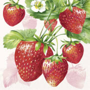 Servietter Strawberry Fruit kaffe