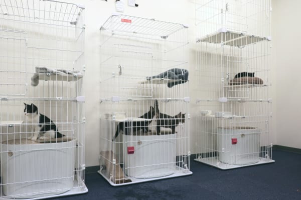 動物愛護センターなどから引き取られた元保護猫たち