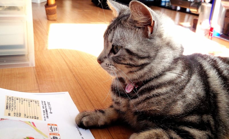 やまねこヘルパーステーション 千葉市中央区 の介護求人 採用情報 カイゴジョブ 介護職の求人 転職 仕事探し