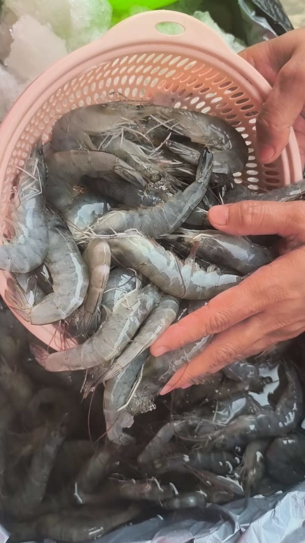 UDANG SEGAR