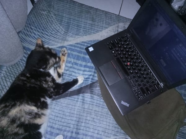 Kucing gendut suka nonton laptop