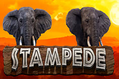 Stampede