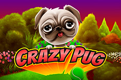 Crazy Pug