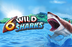 6 Wild Sharks