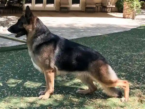 DAE CH Woodsides Once Upon A Time - Sire (Father) AKC German Shepherd Houston TX