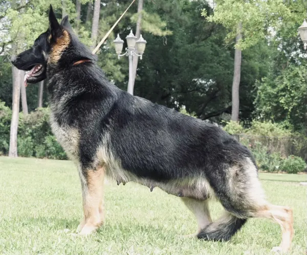 GCH CH LUCY OF MEGAK-9 - Dam (Mother) AKC German Shepherd Houston TX