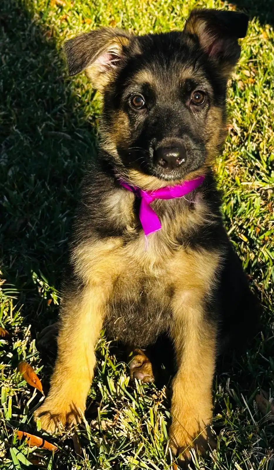 AKC German Shepherd puppy 4 Mega K-9 litter