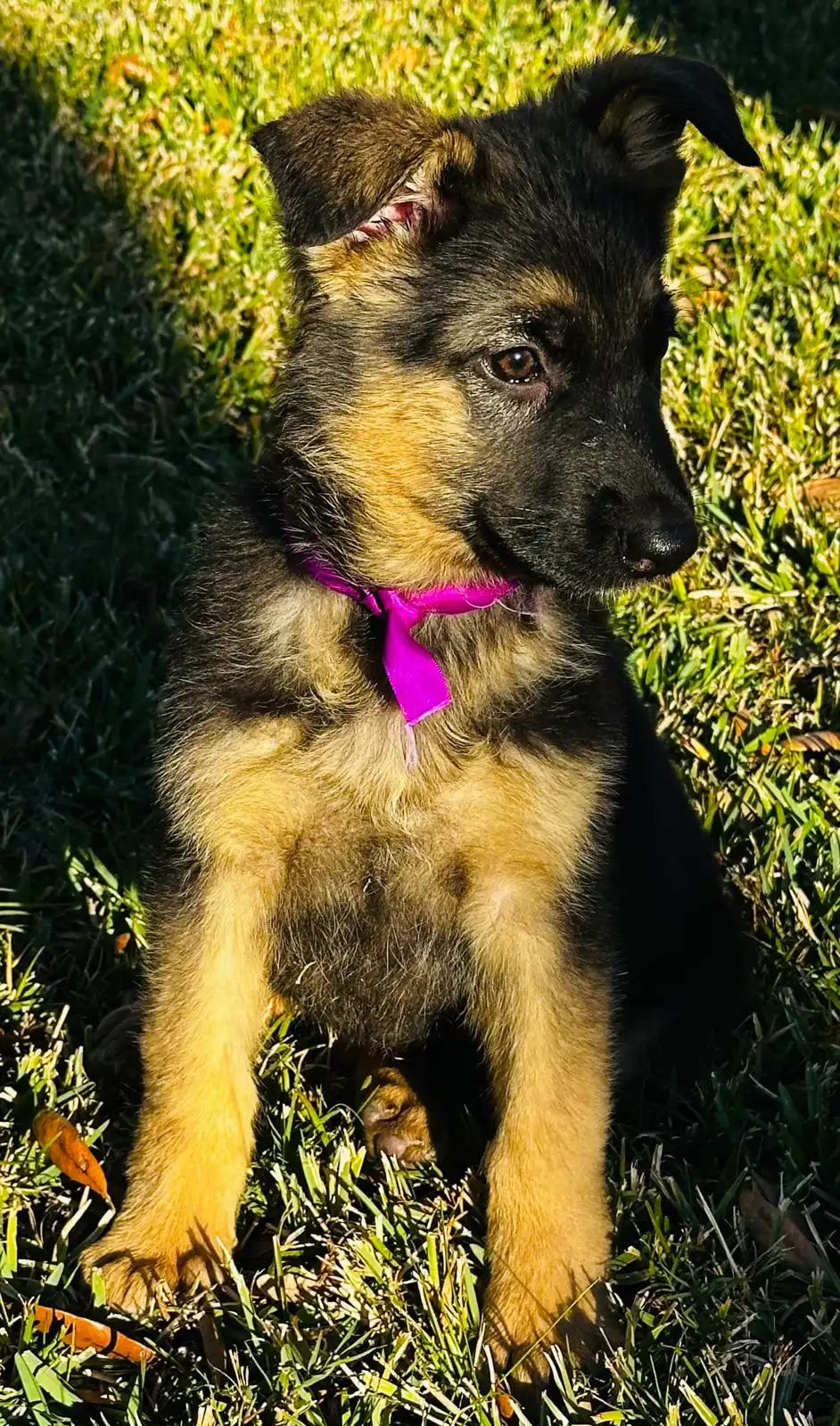 AKC German Shepherd puppy 5 Mega K-9 litter