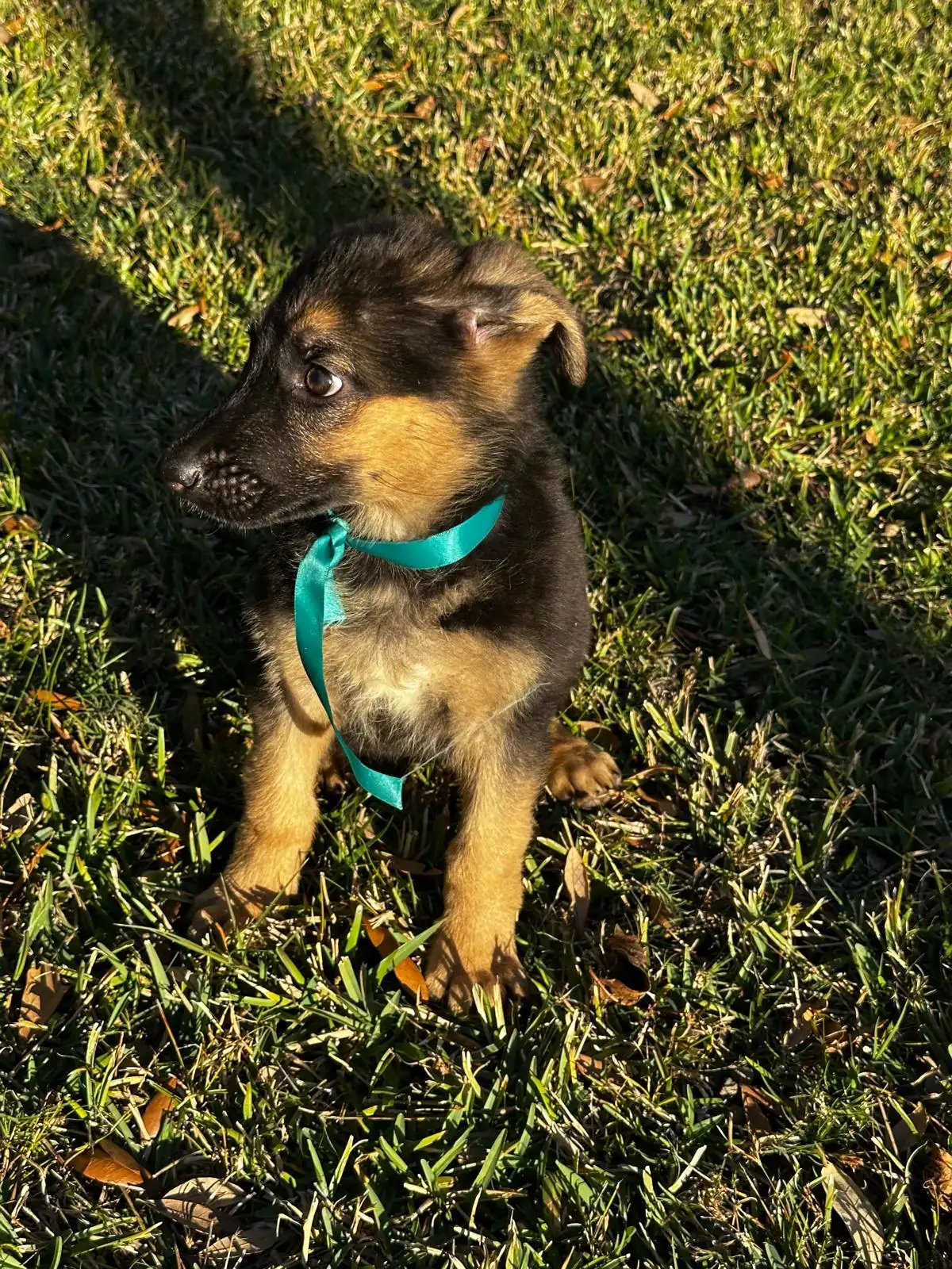 AKC German Shepherd puppy 3 Mega K-9 litter