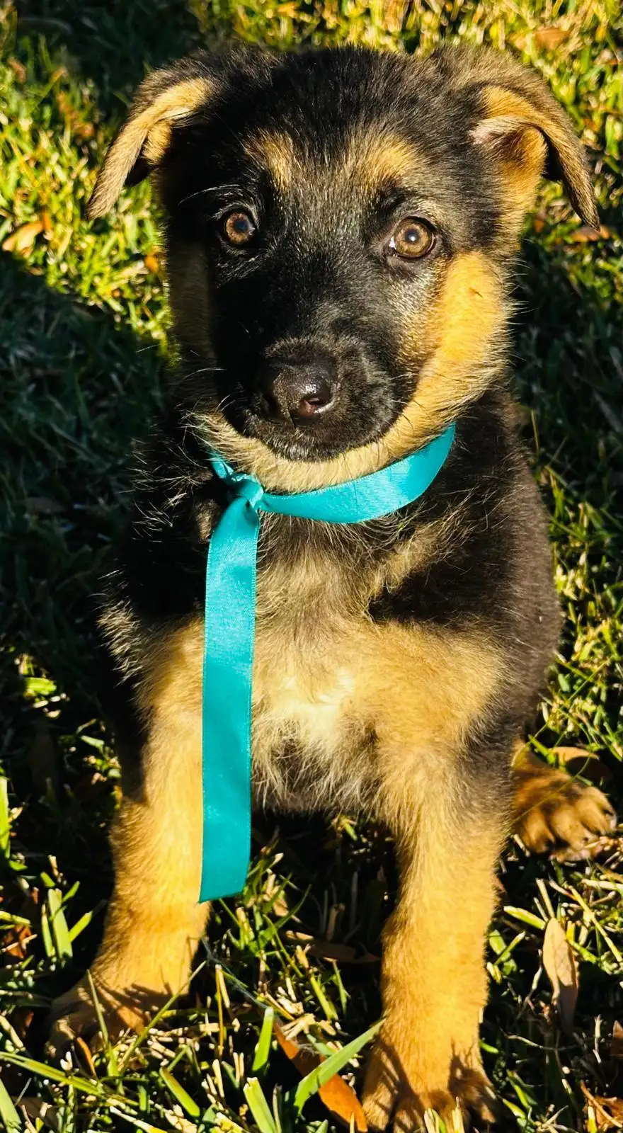 AKC German Shepherd puppy 1 Mega K-9 litter