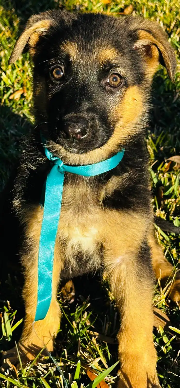 AKC German Shepherd puppy 6 Mega K-9 litter