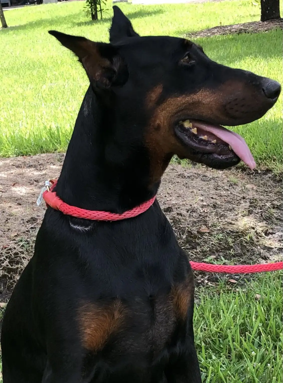 Aria Dobermans Carmela