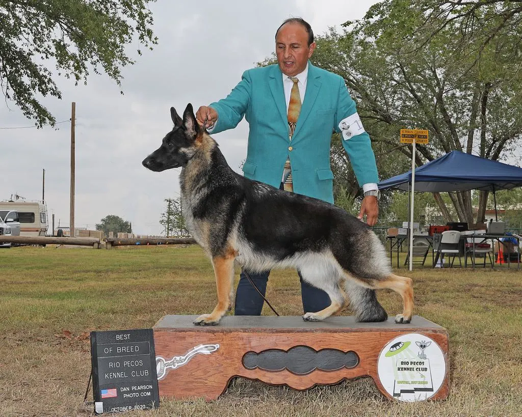 GCH CH Lucy Of Megak-9 