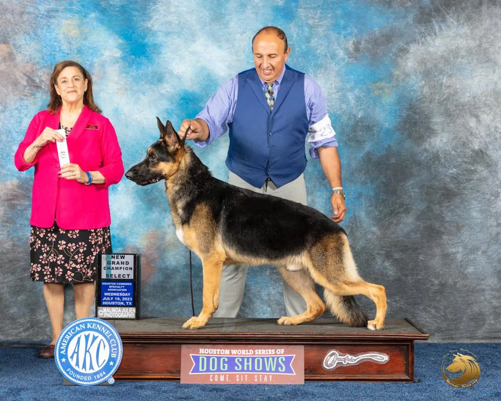 GCH CH MEGAK-9 RANGER OF CHATEAU ACRES