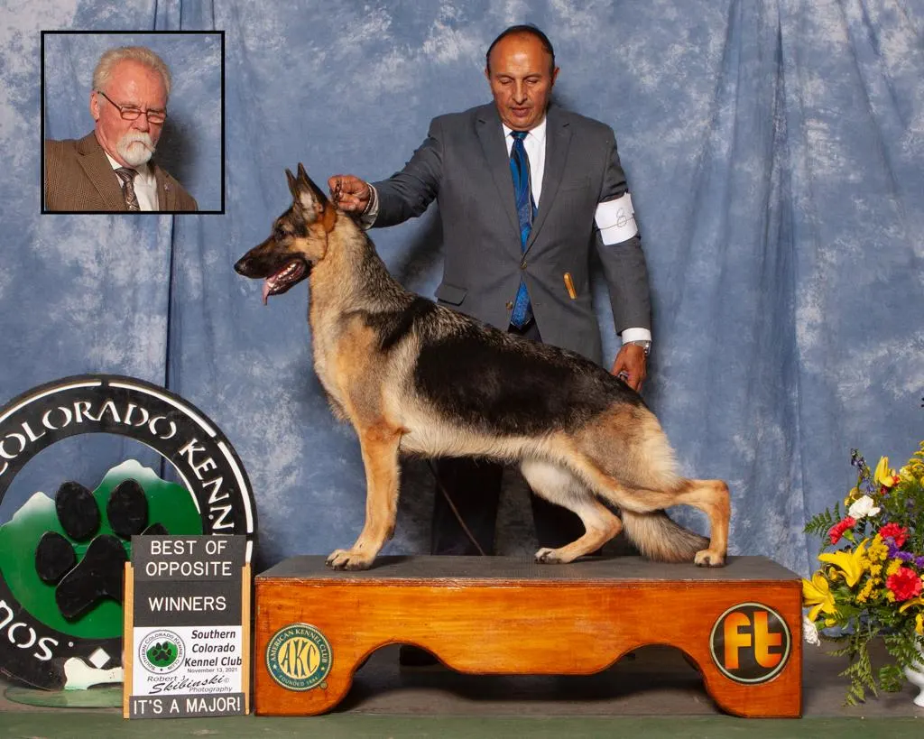 GCH CH CORDELIA OF MEGA-K9