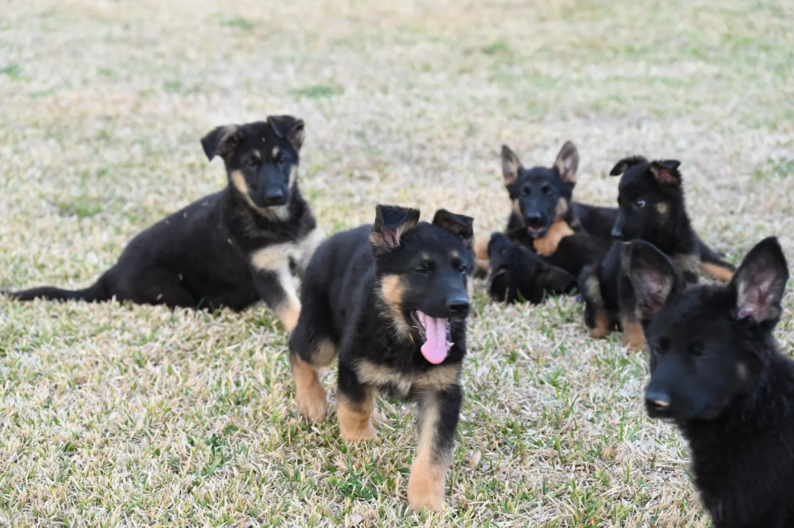 AKC German Shepherd puppy 2 Mega K-9 litter