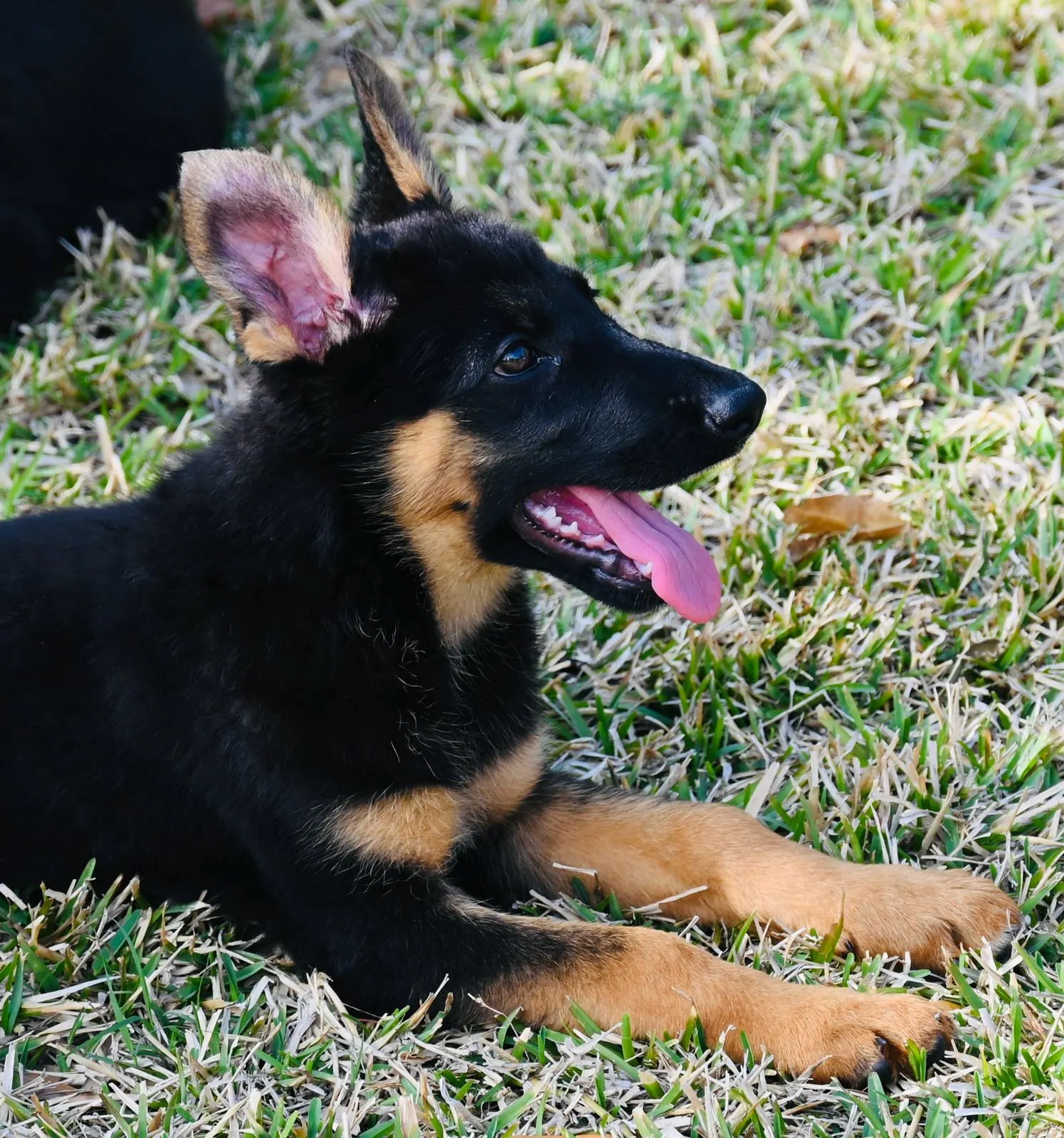 AKC German Shepherd puppy 5 Mega K-9 litter