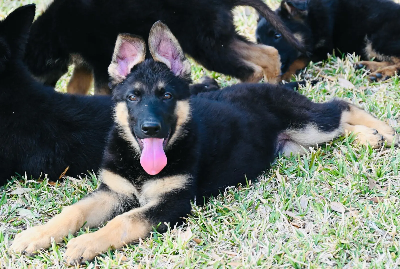 AKC German Shepherd puppy 1 Mega K-9 litter