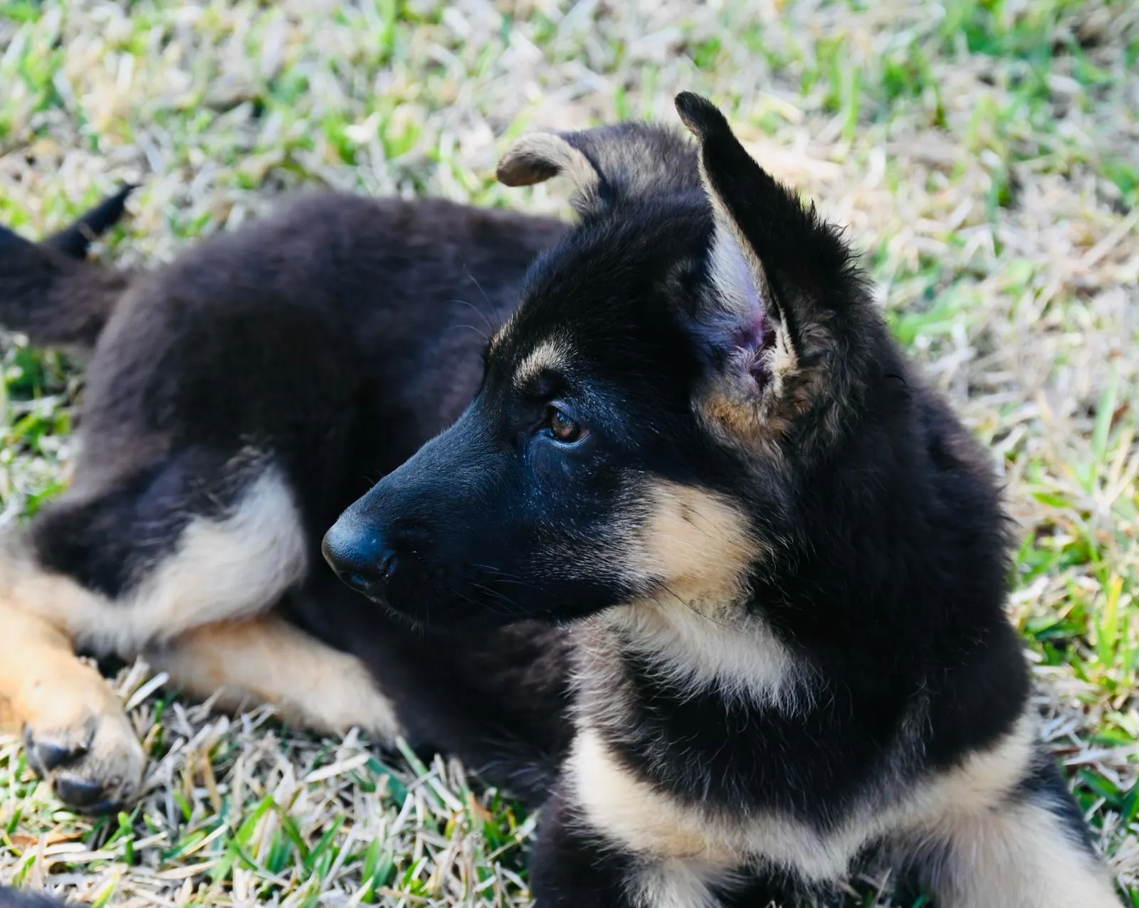 AKC German Shepherd puppy 3 Mega K-9 litter