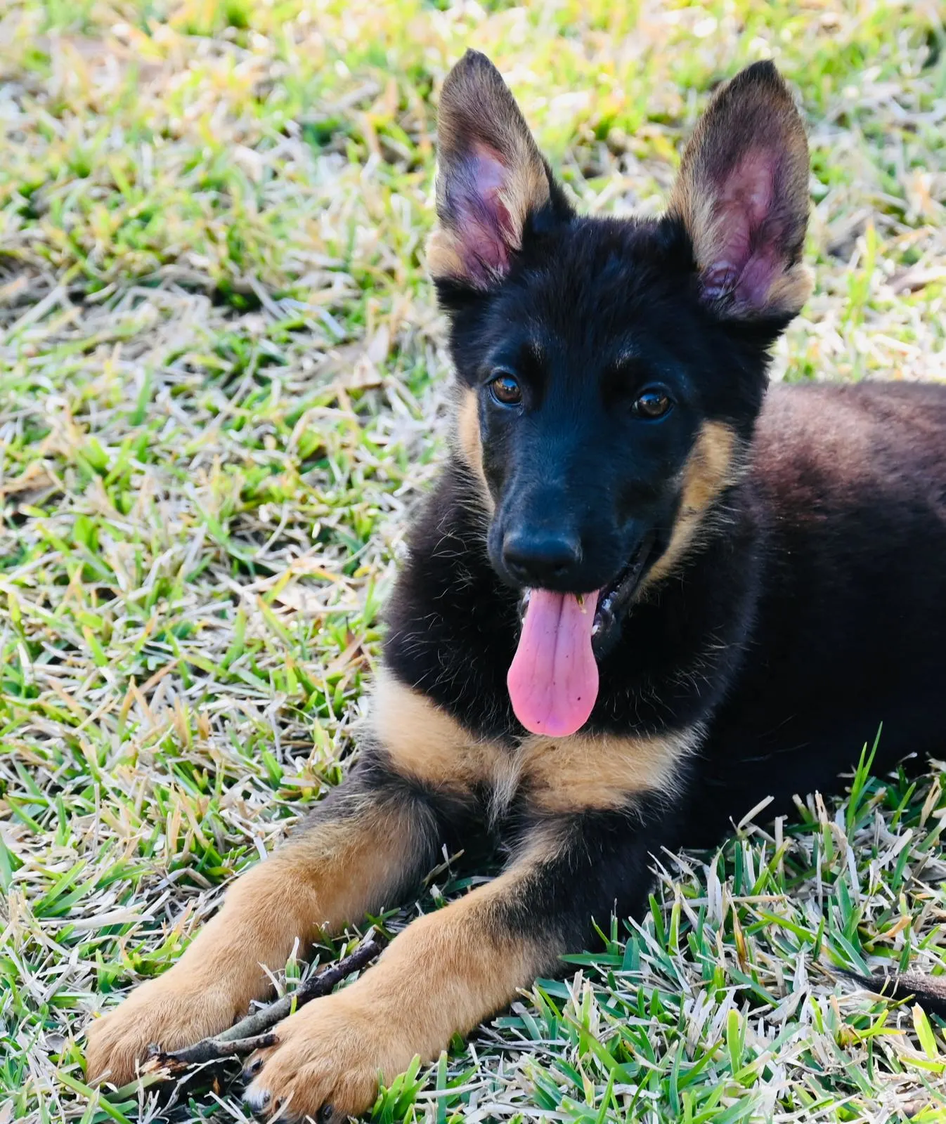 AKC German Shepherd puppy 4 Mega K-9 litter