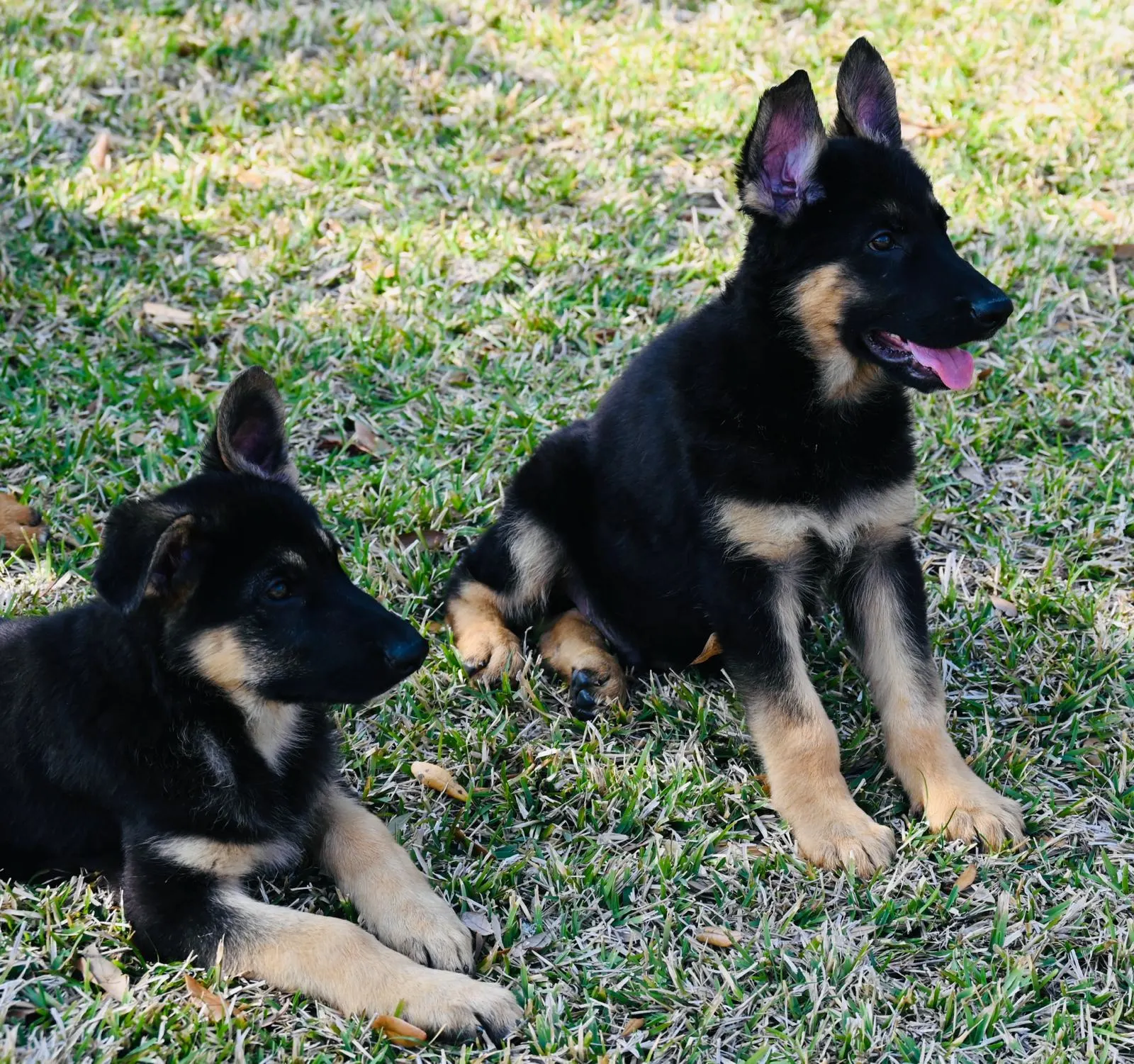 AKC German Shepherd puppy 7 Mega K-9 litter