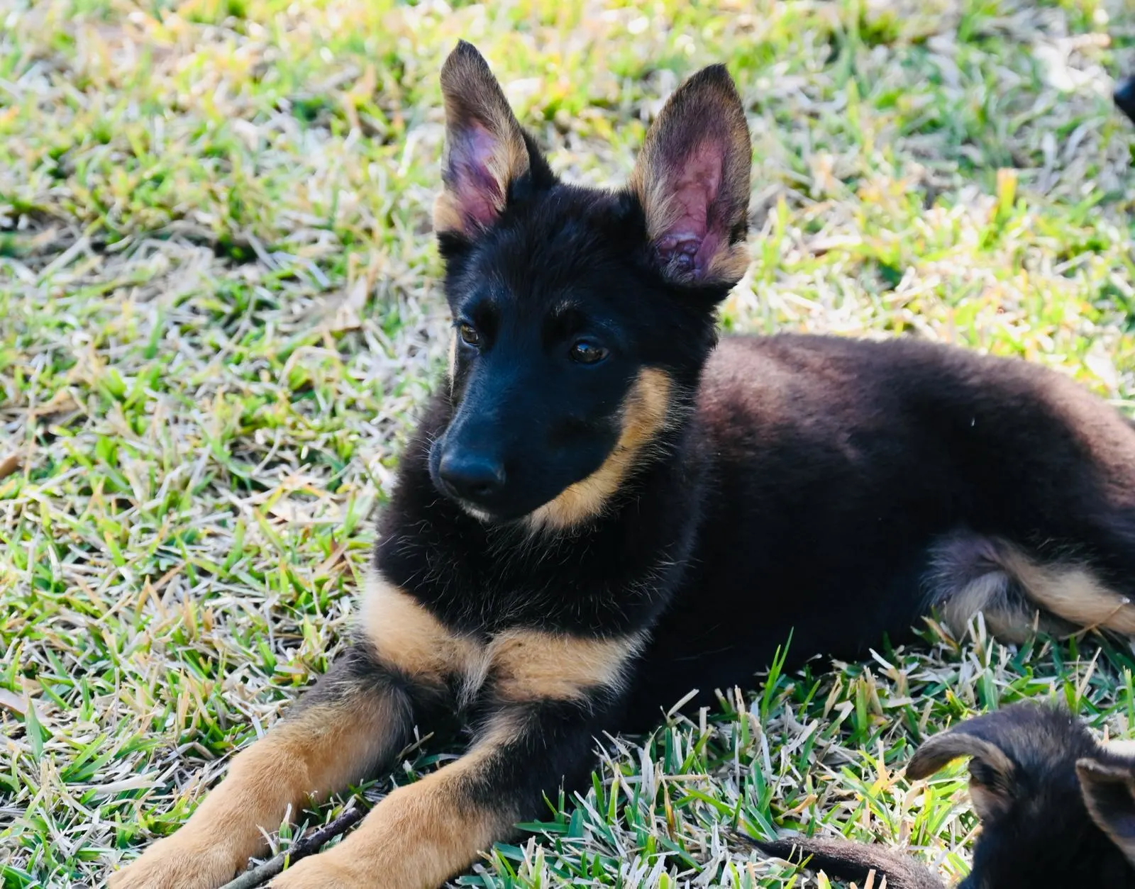 AKC German Shepherd puppy 8 Mega K-9 litter