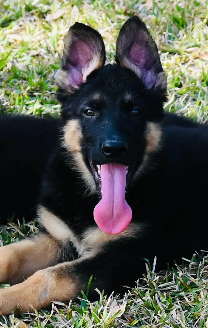 AKC German Shepherd puppy 14 Mega K-9 litter