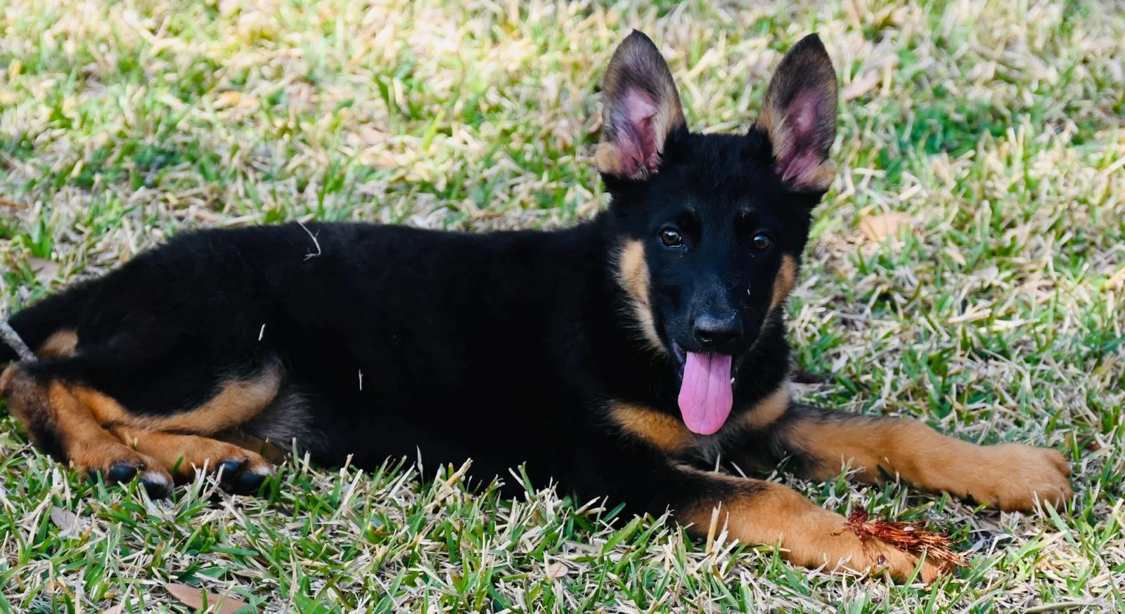 AKC German Shepherd puppy 9 Mega K-9 litter