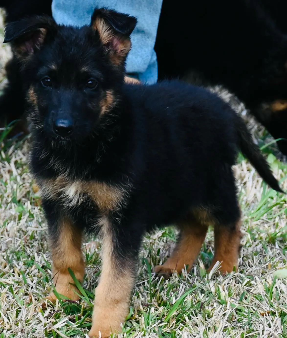 AKC German Shepherd puppy 13 Mega K-9 litter