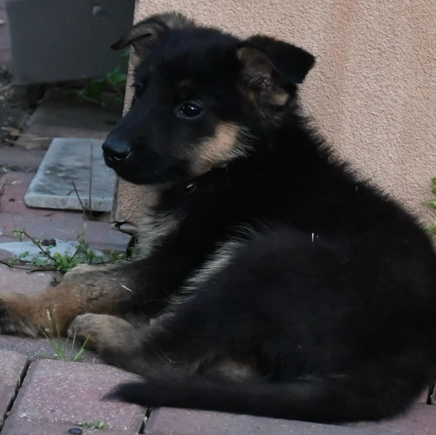 AKC German Shepherd puppy 10 Mega K-9 litter