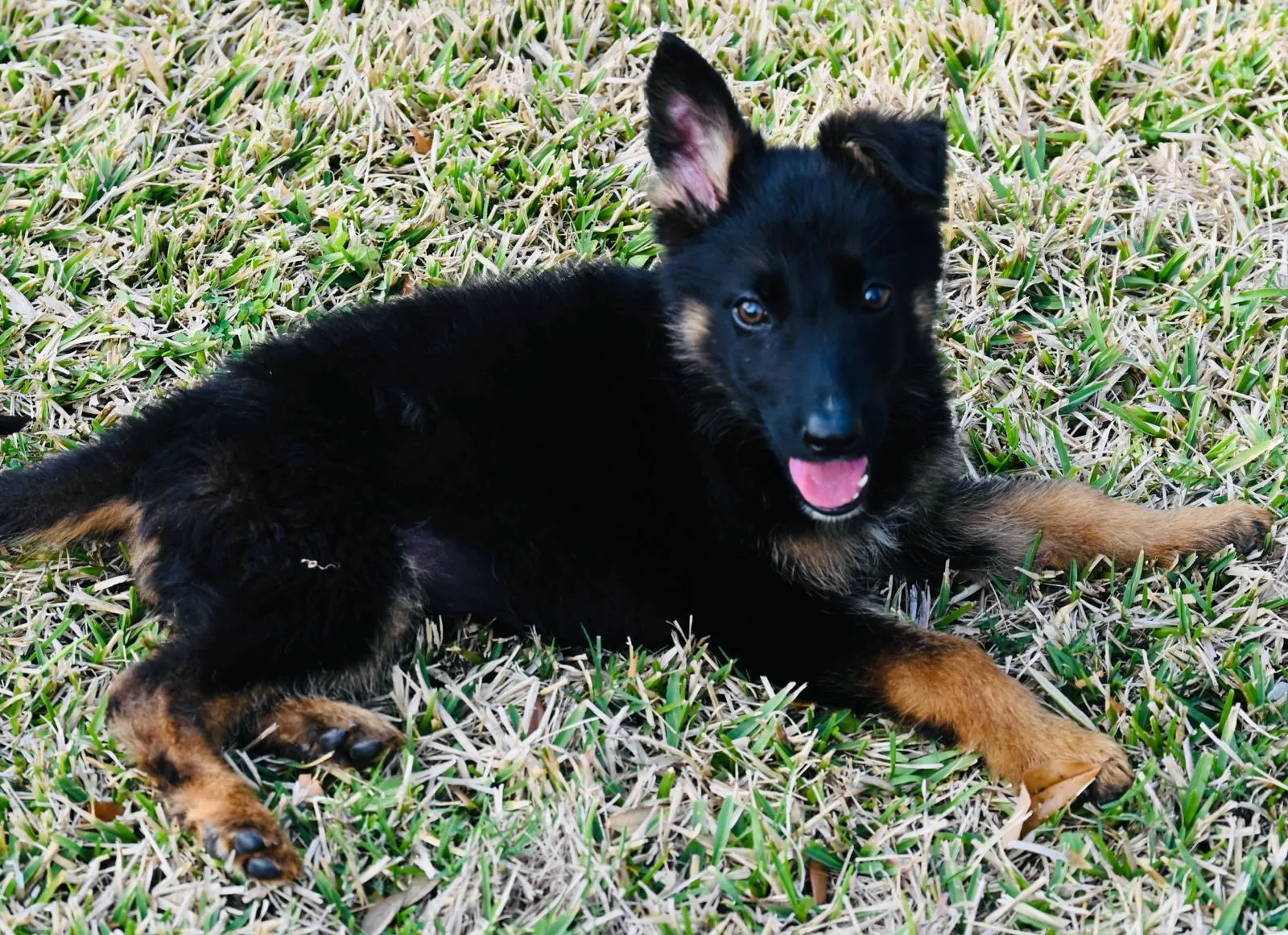 AKC German Shepherd puppy 12 Mega K-9 litter
