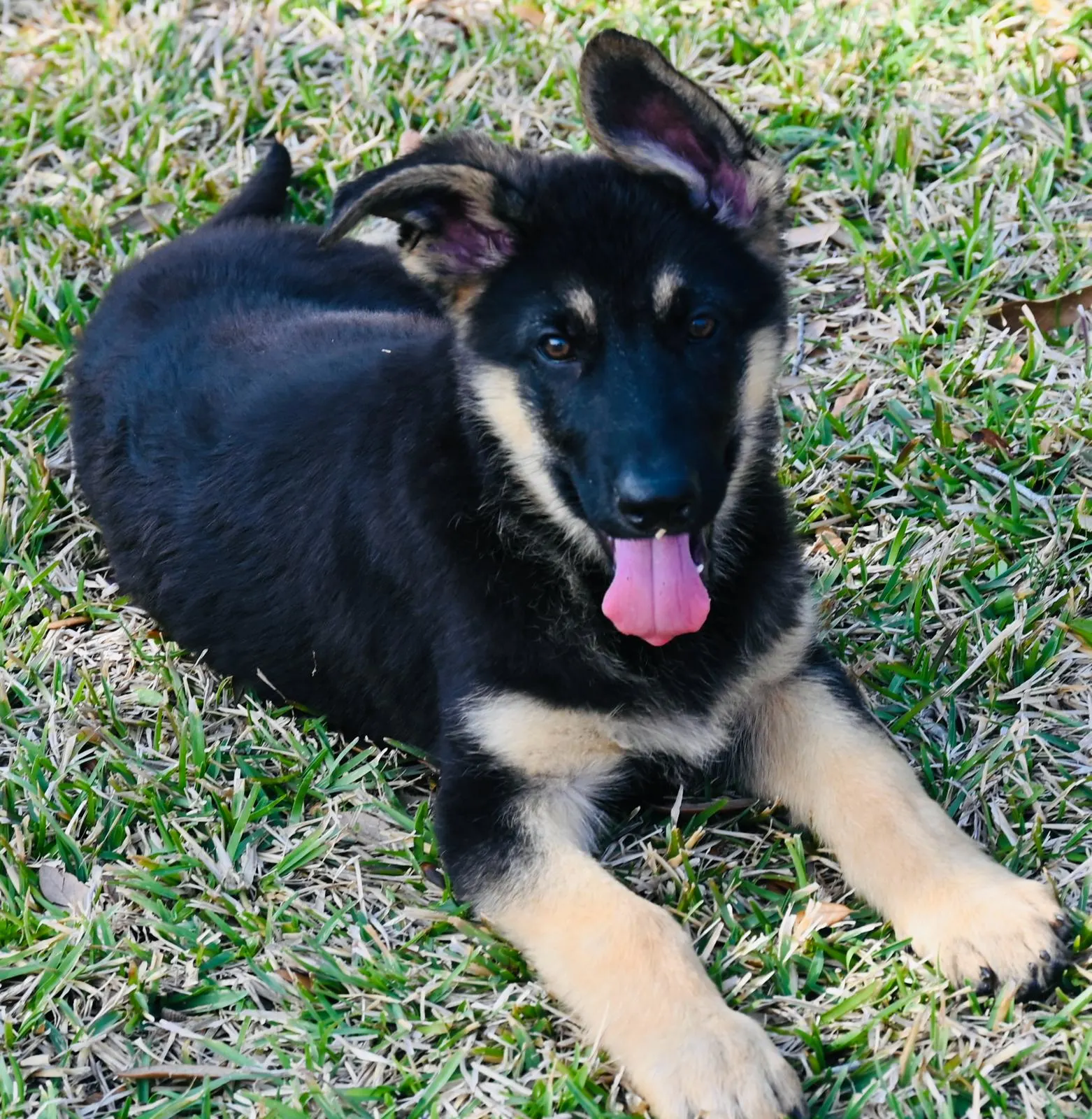 AKC German Shepherd puppy 11 Mega K-9 litter