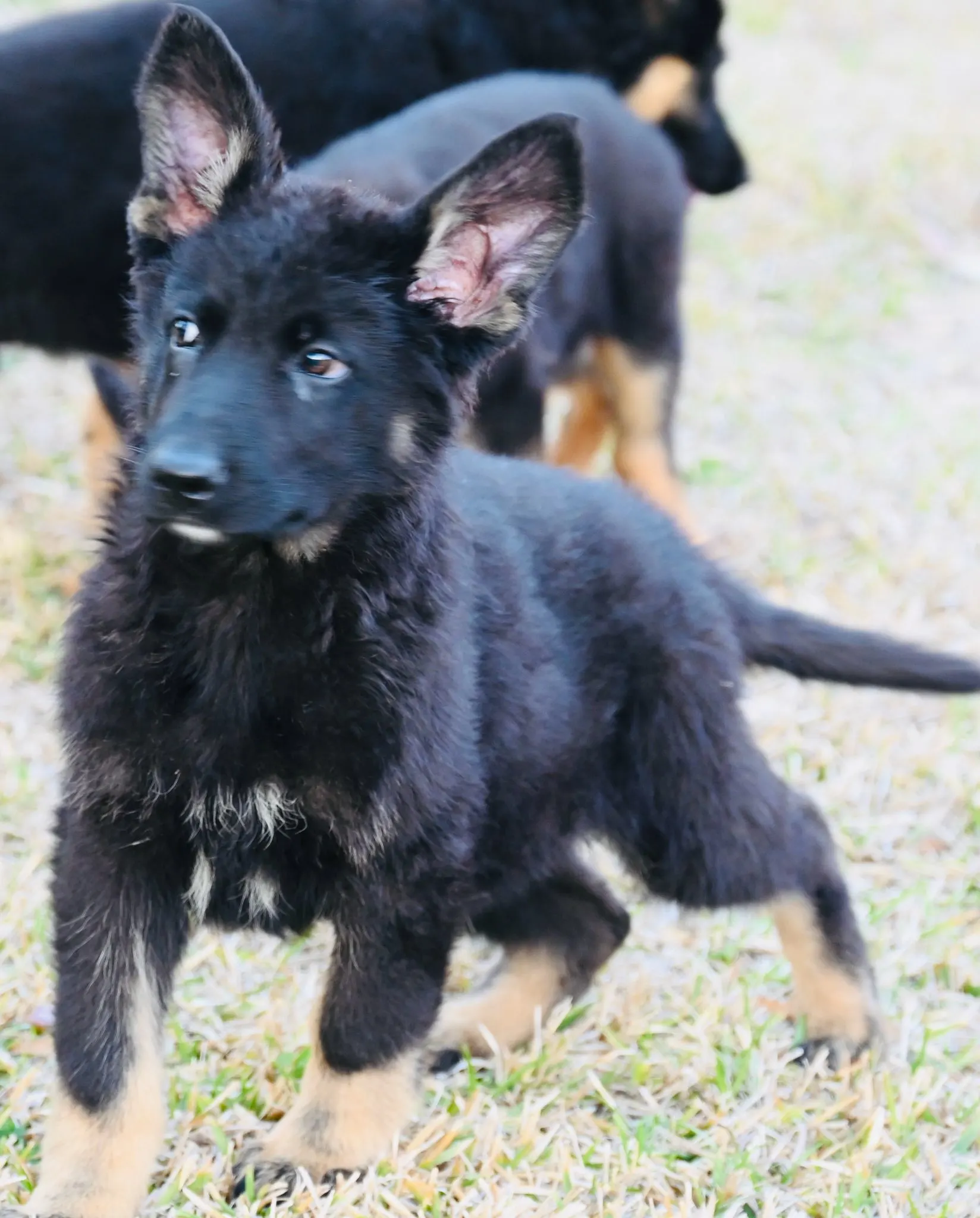 AKC German Shepherd puppy 10 Mega K-9 litter