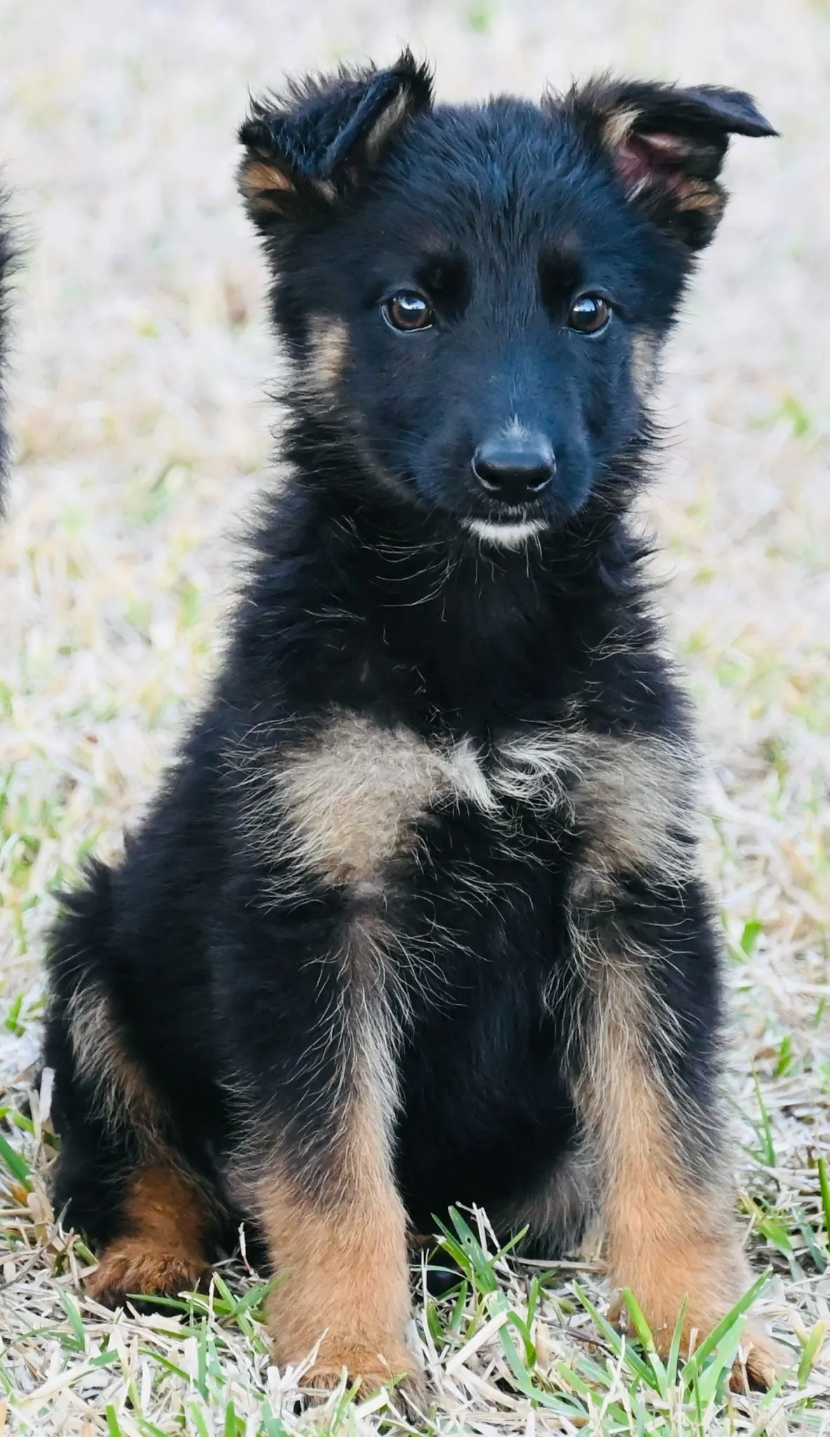 AKC German Shepherd puppy 9 Mega K-9 litter