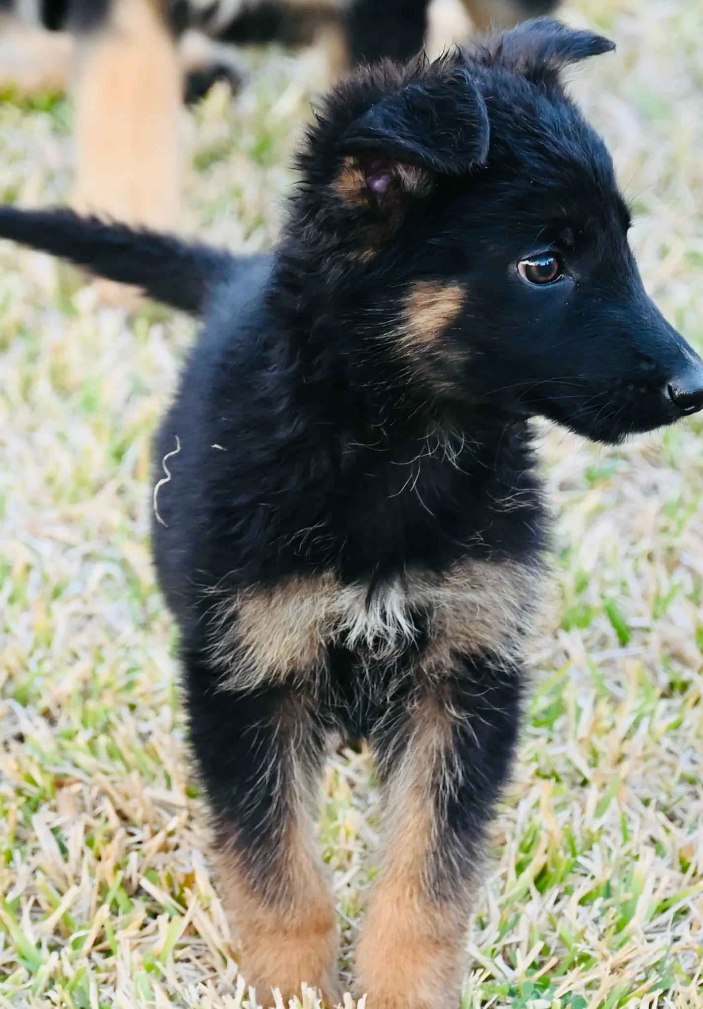 AKC German Shepherd puppy 8 Mega K-9 litter