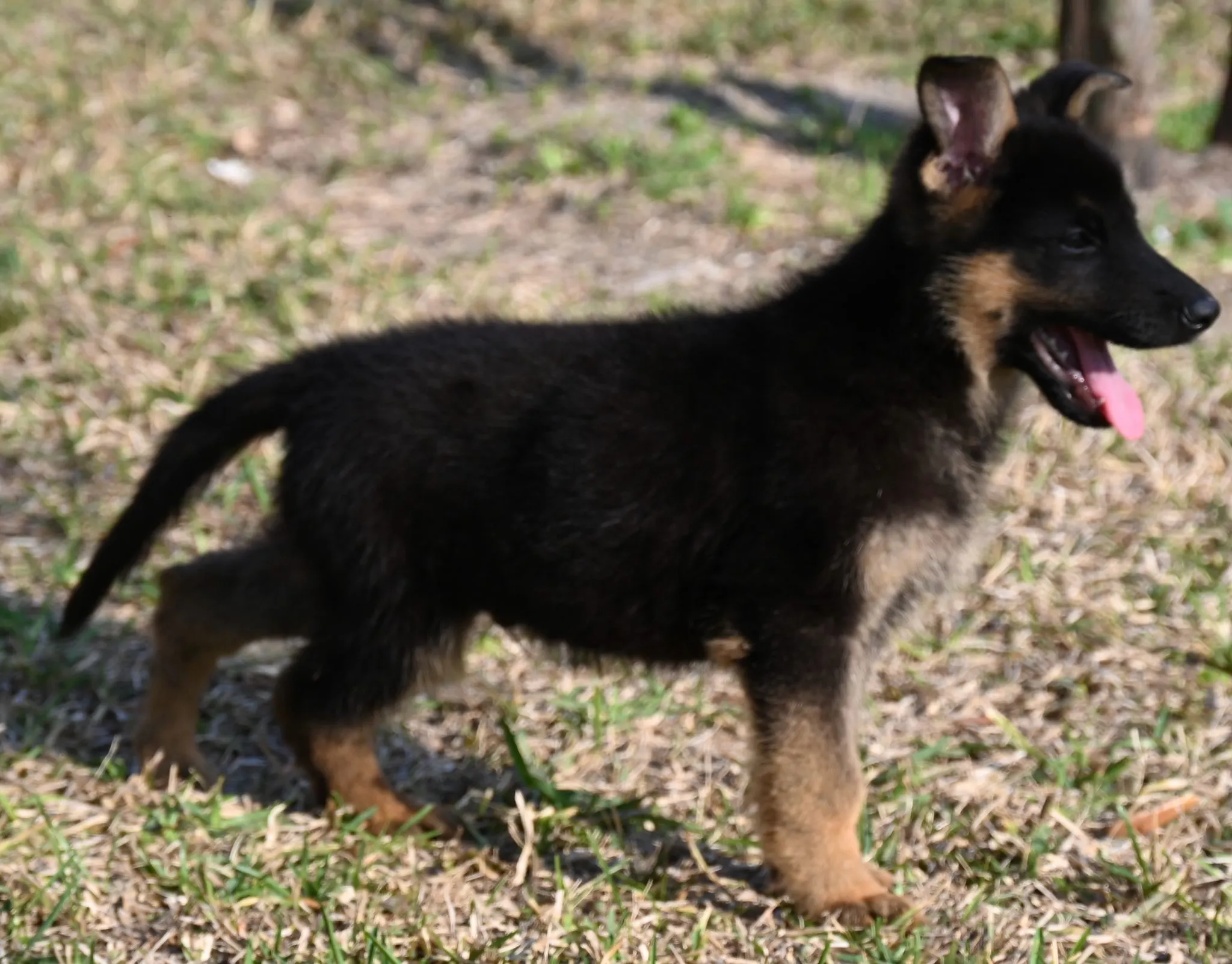 AKC German Shepherd puppy 5 Mega K-9 litter