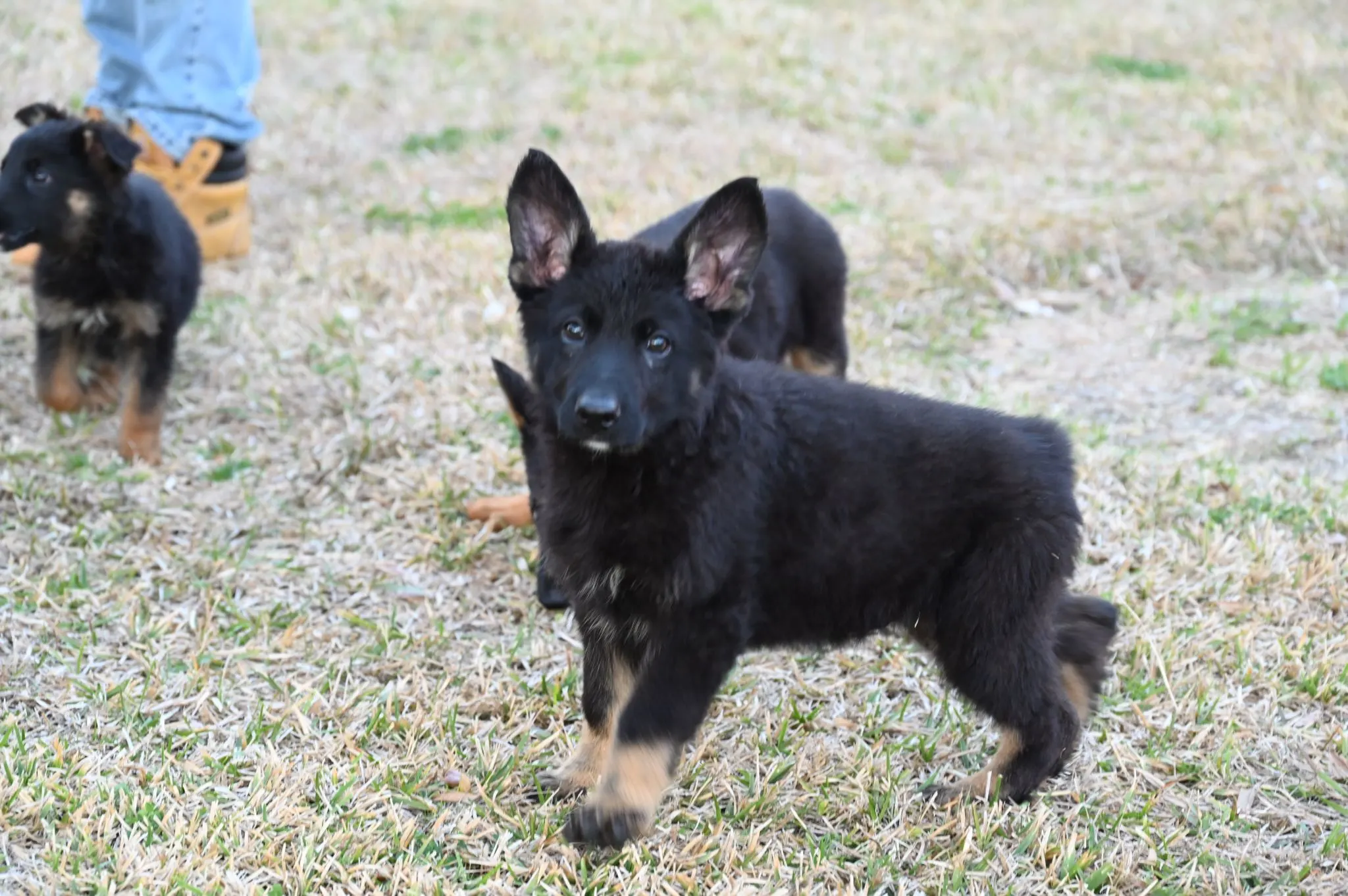 AKC German Shepherd puppy 4 Mega K-9 litter