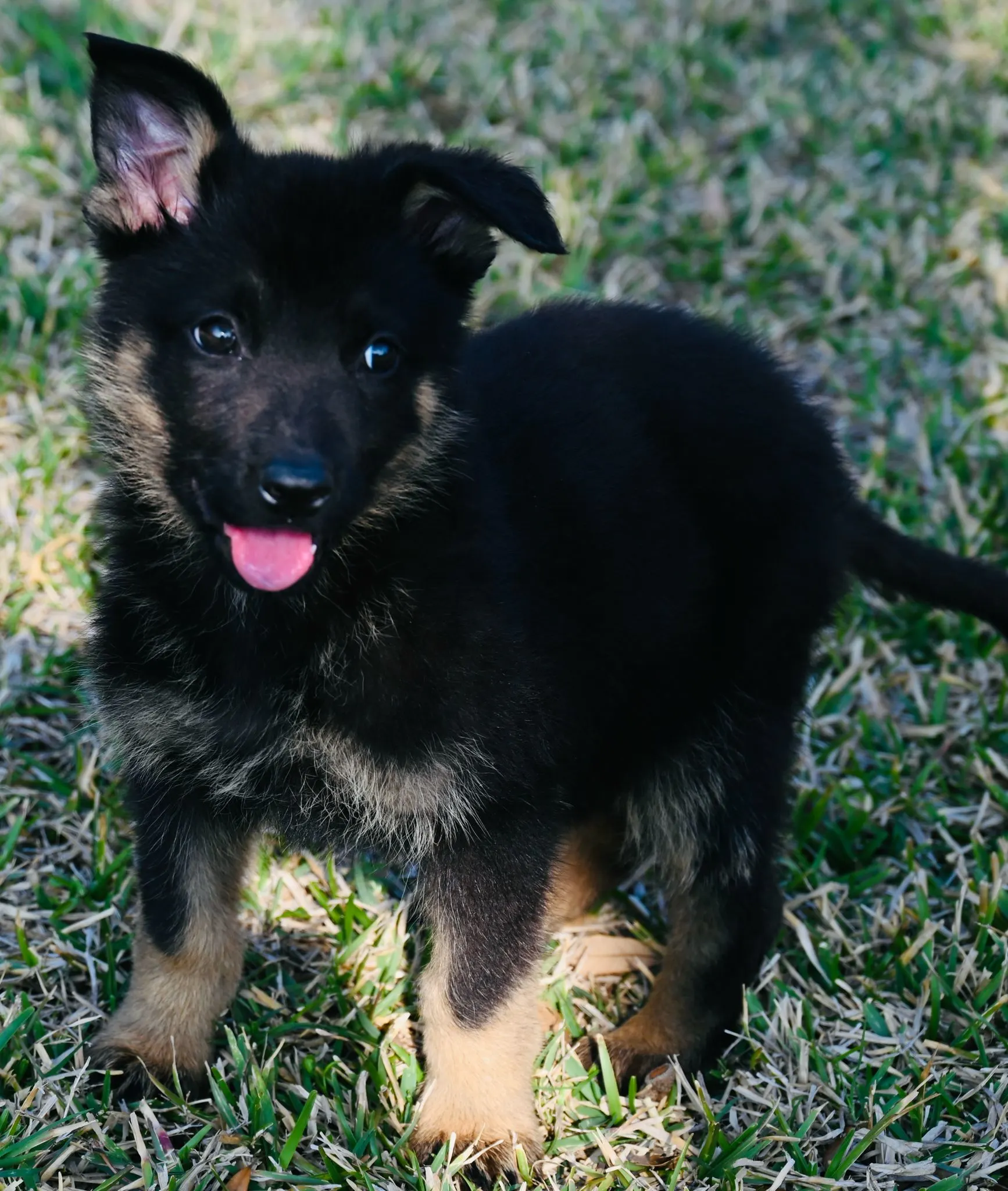 AKC German Shepherd puppy 3 Mega K-9 litter