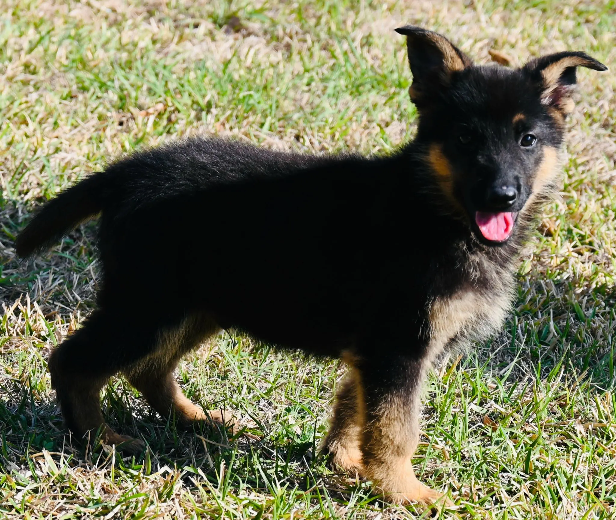 AKC German Shepherd puppy 1 Mega K-9 litter