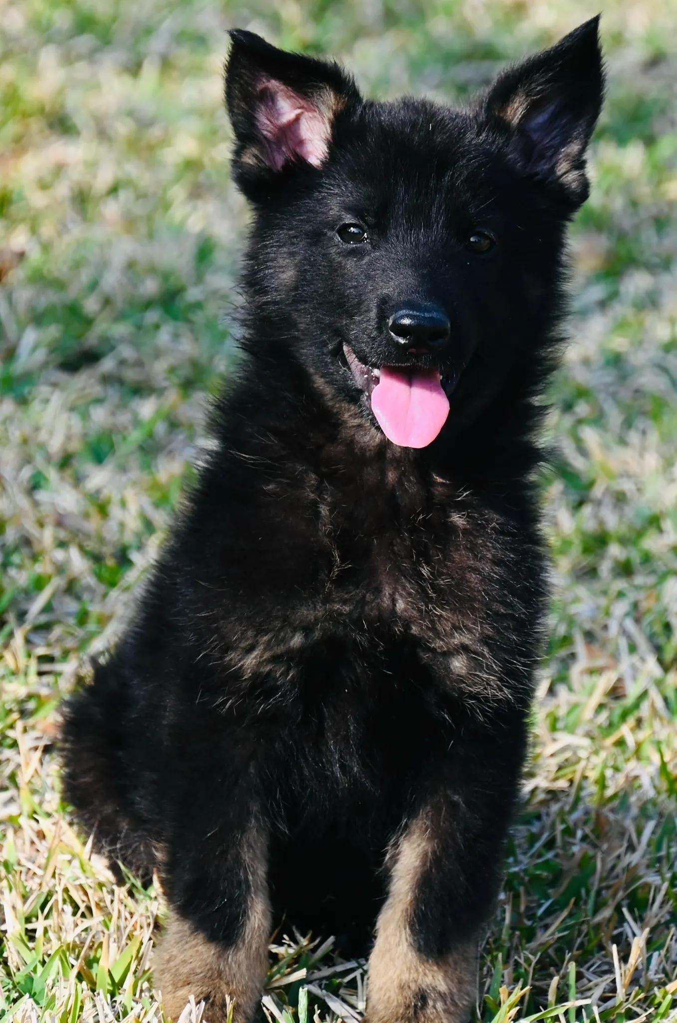 AKC German Shepherd puppy 2 Mega K-9 litter