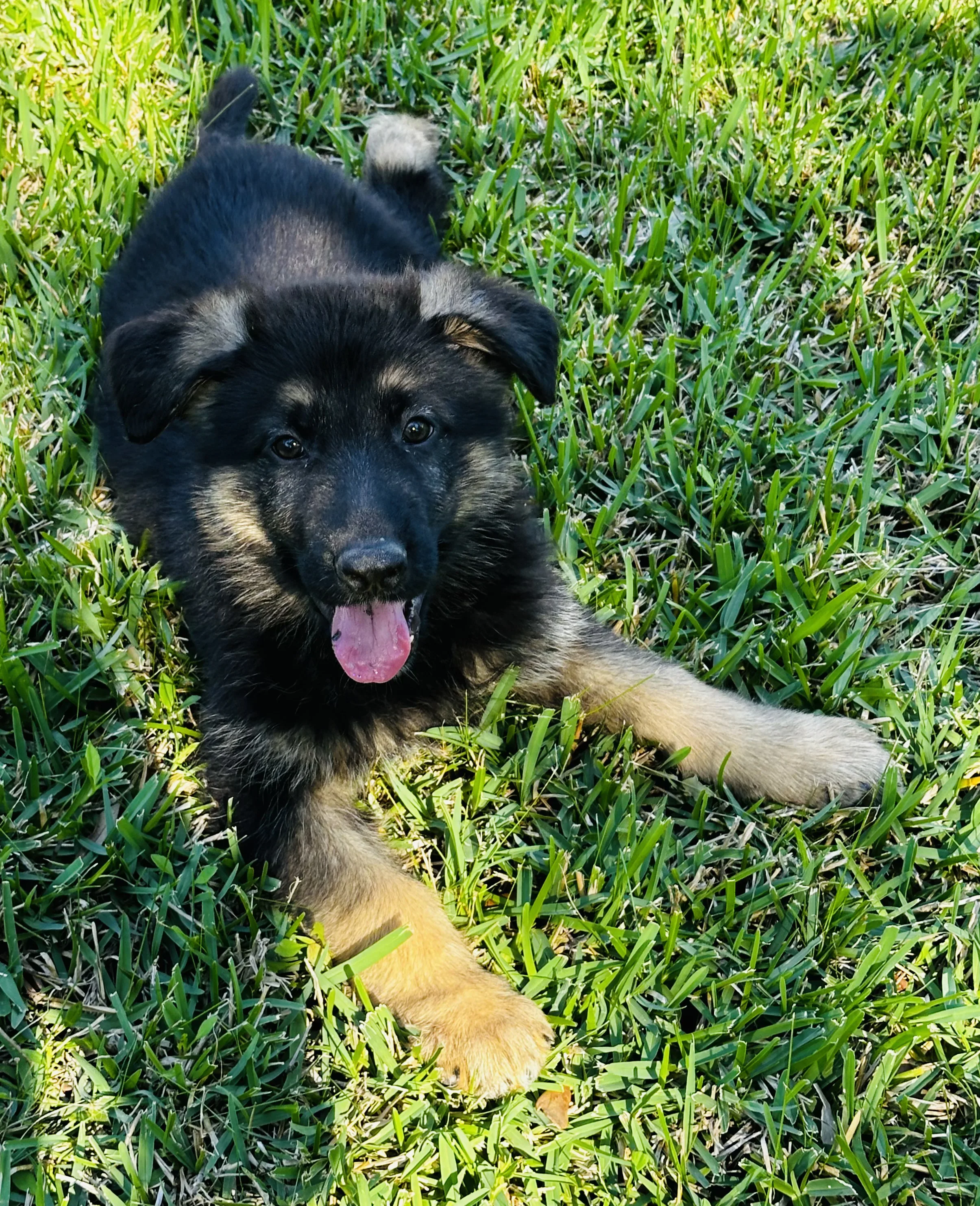 Champion pedigree, vibrant health. Your perfect German Shepherd awaits.