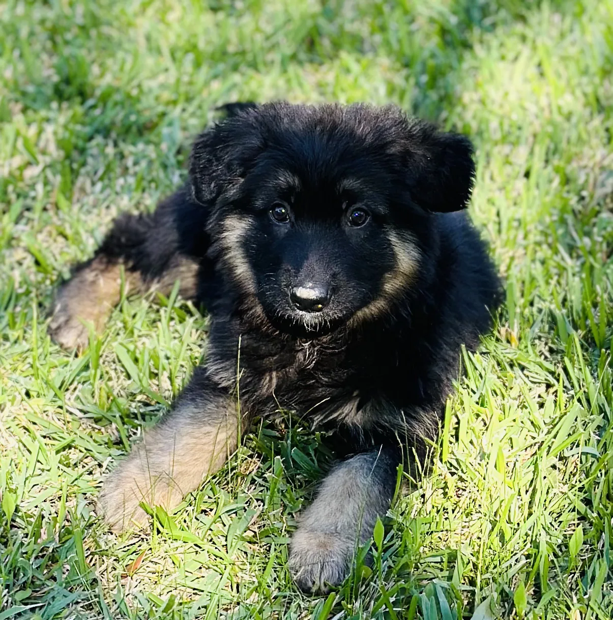 Champion pedigree, vibrant health. Your perfect German Shepherd awaits
